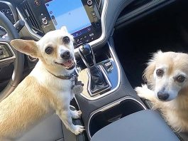 Subaru Outback ONYX Edition 2020 a prueba con 6 perros