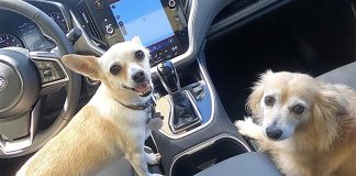 Subaru Outback ONYX Edition 2020 a prueba con 6 perros