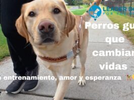Leader Dogs for the Blind: Perros Guía que cambian vidas | Entrenamiento, amor y esperanza 🦮💛