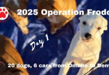 Operation Frodo 2025: One Mission, 20 Rescue Dogs, and a Nationwide Volunteer Effort